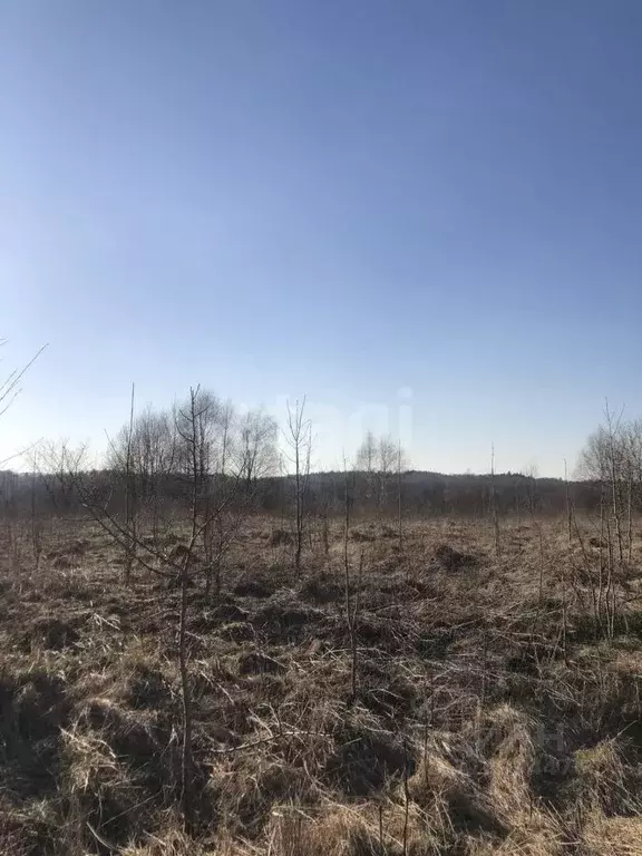Участок в Калининградская область, Зеленоградский муниципальный округ, ... - Фото 0
