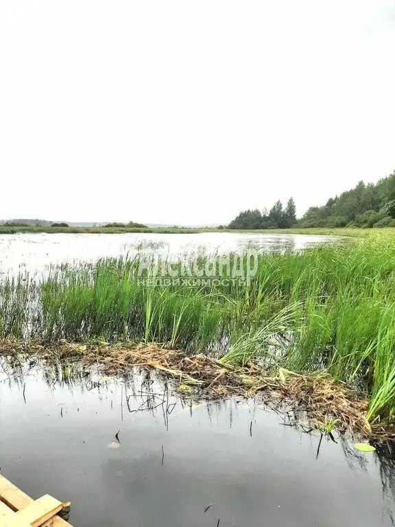 Участок в Приозерский район, Ромашкинское сельское поселение, посёлок ... - Фото 1