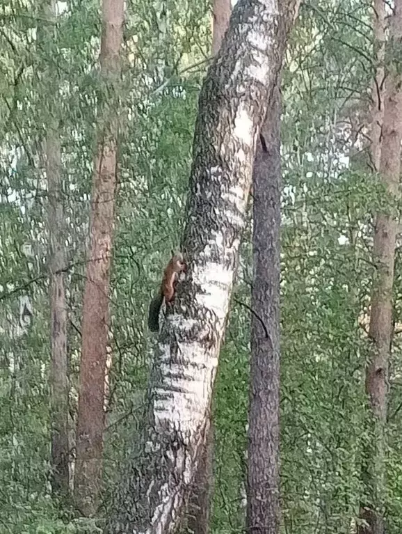 Участок в Свердловская область, Екатеринбург ул. Косотурская (10.1 ... - Фото 1