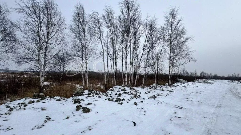 Участок в Тюменская область, Тюмень Велижанский тракт, 5-й км (26.0 ... - Фото 1