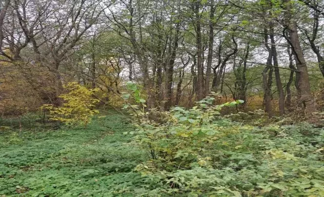 Участок в Московская область, Лосино-Петровский городской округ, д. ... - Фото 1