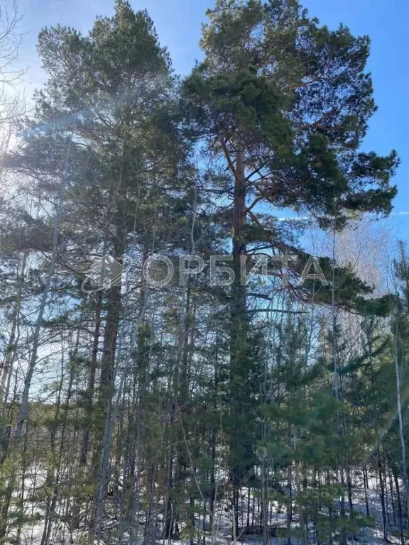 Участок в Тюменская область, Нижнетавдинский район, д. Штакульская  ... - Фото 0