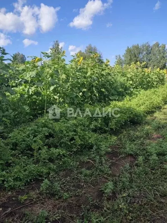 Участок в Нижегородская область, Спасский муниципальный округ, д. ... - Фото 1