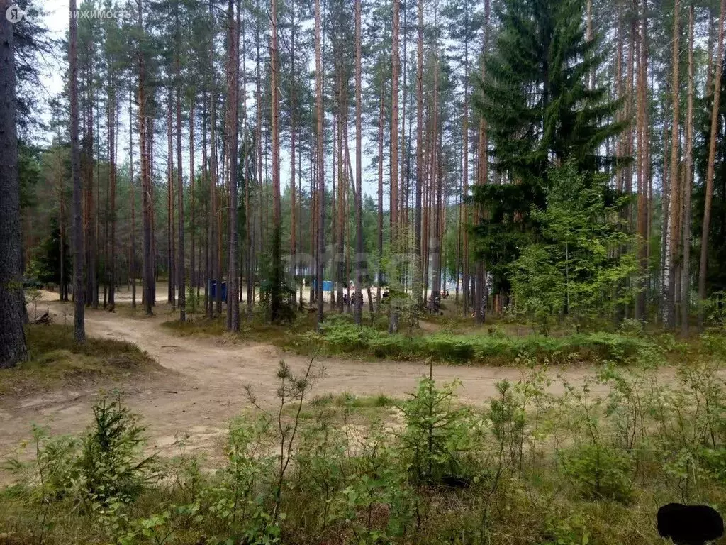 Участок в Раздольевское сельское поселение, садоводческое ... - Фото 2