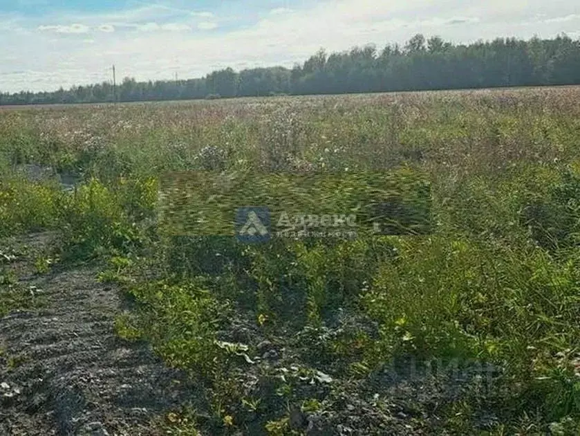 Участок в Тюменская область, Тюменский район, с. Горьковка  (8.0 сот.) - Фото 1