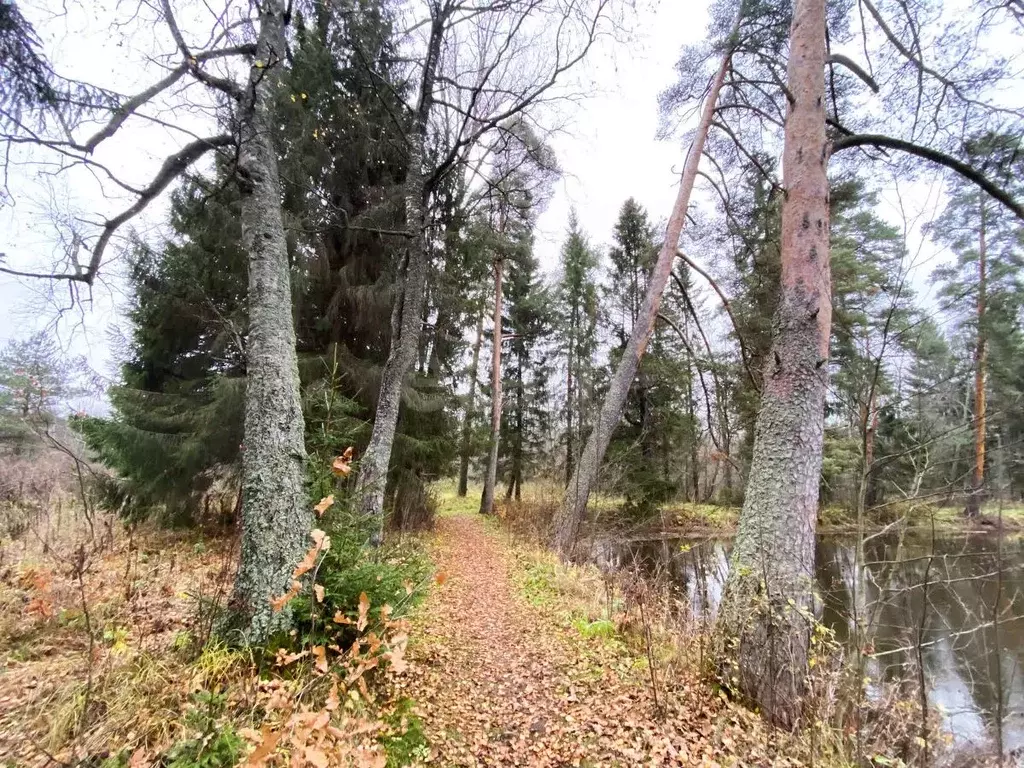Участок в Ярославская область, Рыбинский муниципальный округ, с. ... - Фото 1
