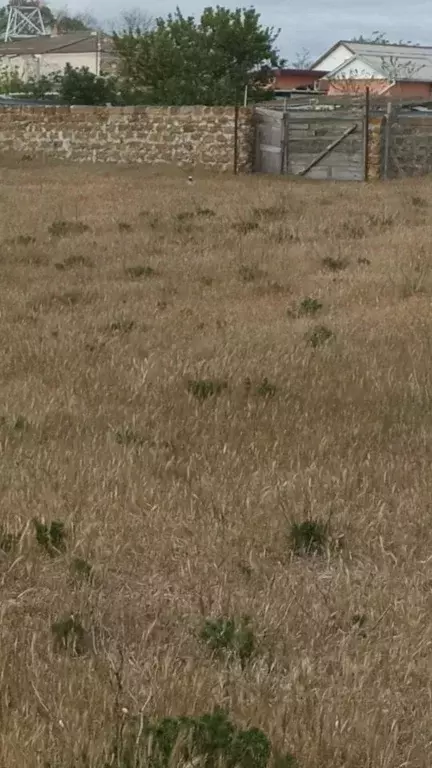 Участок в Крым, Сакский район, Суворовское с/пос, с. Великое ул. ... - Фото 2