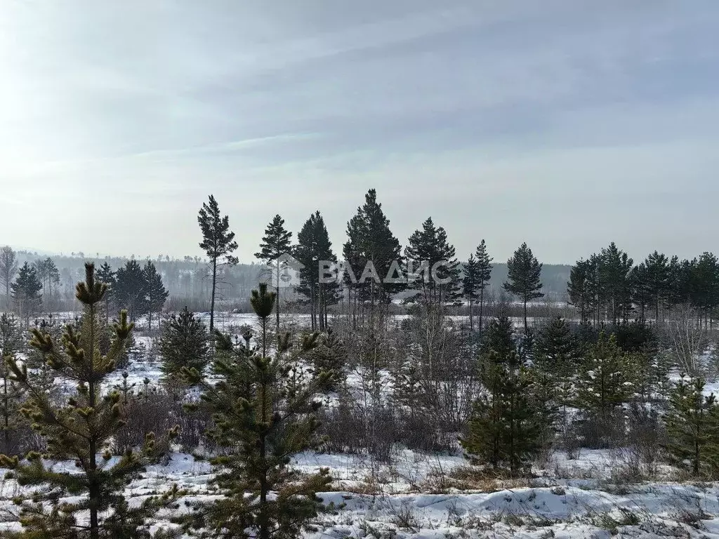 Участок в Забайкальский край, Читинский район, пос. Забайкальский ул. ... - Фото 1