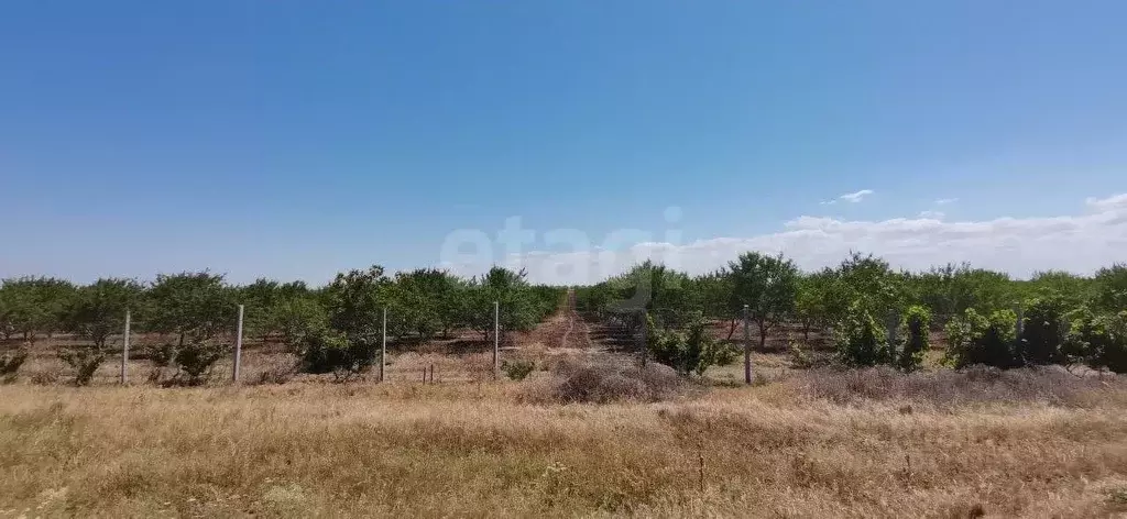 Участок в Крым, Черноморский район, с. Межводное ул. Спортивная ... - Фото 0