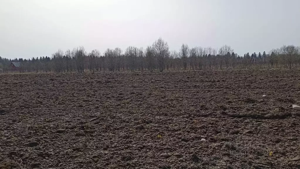 Участок в Ленинградская область, Волосовский район, Большеврудское ... - Фото 1