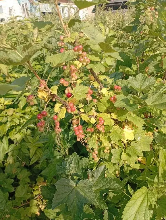 3-комнатная квартира: Кузино, улица Маяковского, 34 (55.3 м) - Фото 0