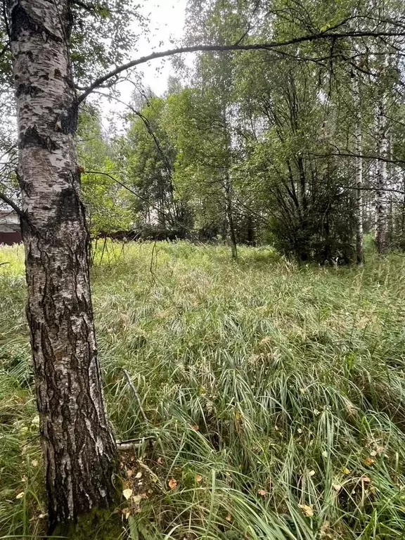 Участок в Московская область, Пушкинский городской округ, ... - Фото 1