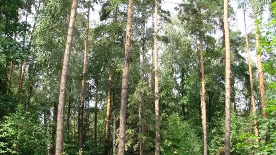 Участок 66 сот. (ИЖС) - Фото 0