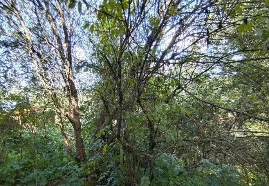 Участок в Московская область, Дмитровский муниципальный округ, д. ... - Фото 1