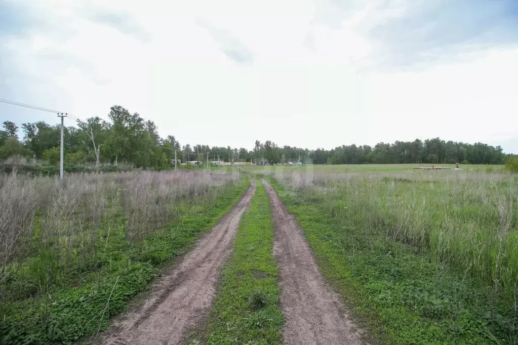 Участок в Алтайский край, Первомайский район, с. Фирсово ул. Кедровая ... - Фото 0