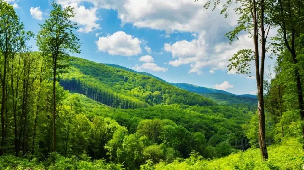 Участок в Краснодарский край, Туапсинский муниципальный округ, с. ... - Фото 2