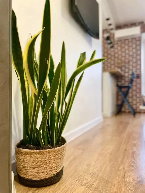 Студия Псковская область, Псков Ольгинская наб., 5А (42.0 м) - Фото 1