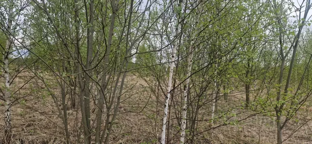 Участок в Московская область, Домодедово городской округ, д. ... - Фото 1
