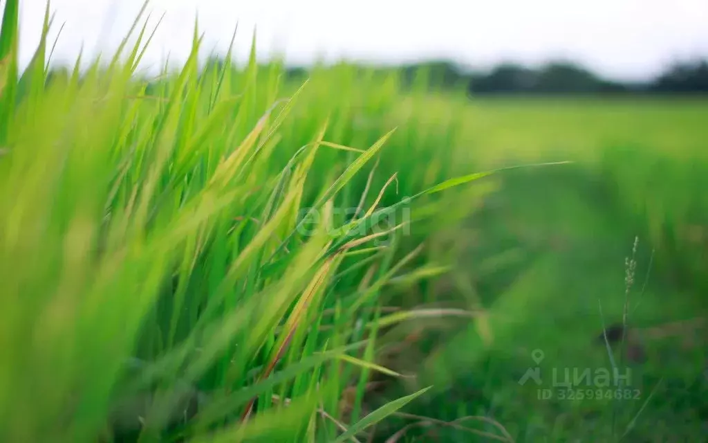 Участок в Псковская область, Локнянский муниципальный округ, д. ... - Фото 1