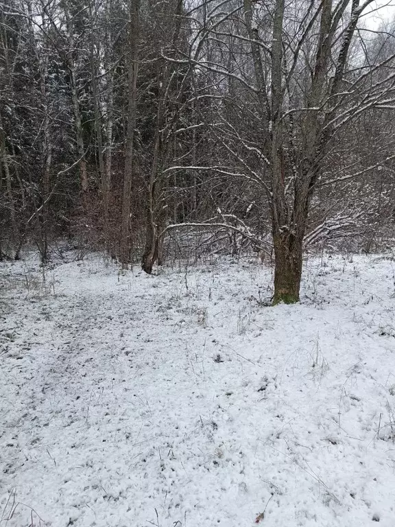 Участок в Московская область, Мытищи городской округ, д. Долгиниха ул. ... - Фото 2