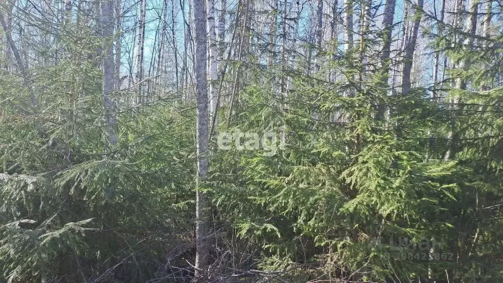 Участок в Ленинградская область, Выборгский район, Красносельское ... - Фото 0