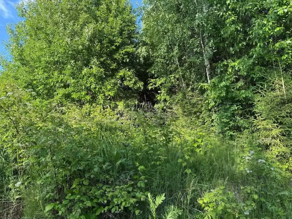 Участок в Вологодская область, Великоустюгский муниципальный округ, ... - Фото 1