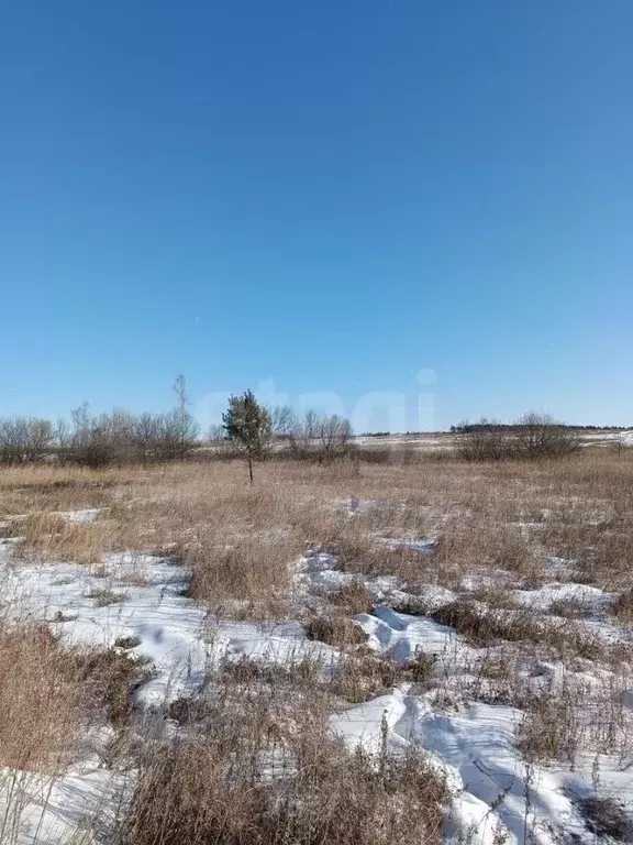 Участок в Амурская область, Благовещенский район, пос. Вадимово  ... - Фото 1