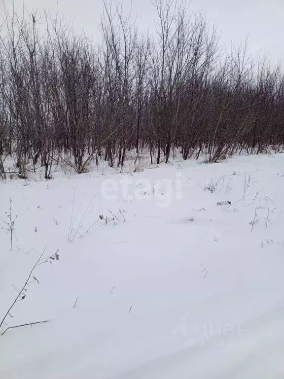 Участок в Алтайский край, Алтайский район, с. Алтайское ул. Заводская ... - Фото 0