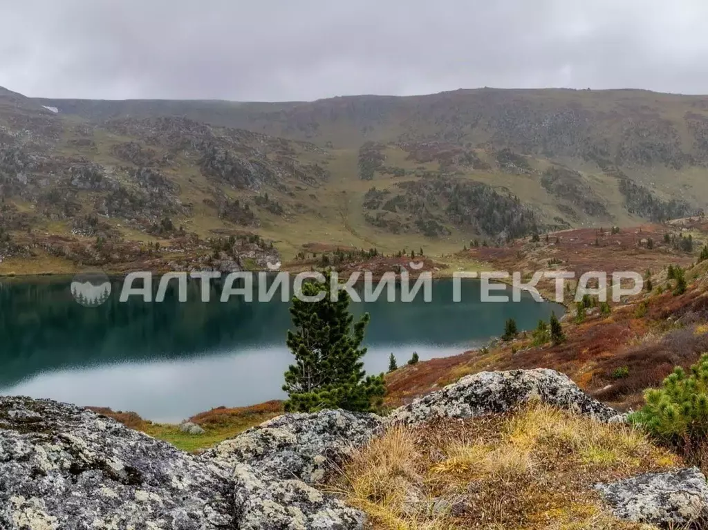 Участок в Алтай, Усть-Коксинский район, с. Усть-Кокса Советская ул. ... - Фото 0