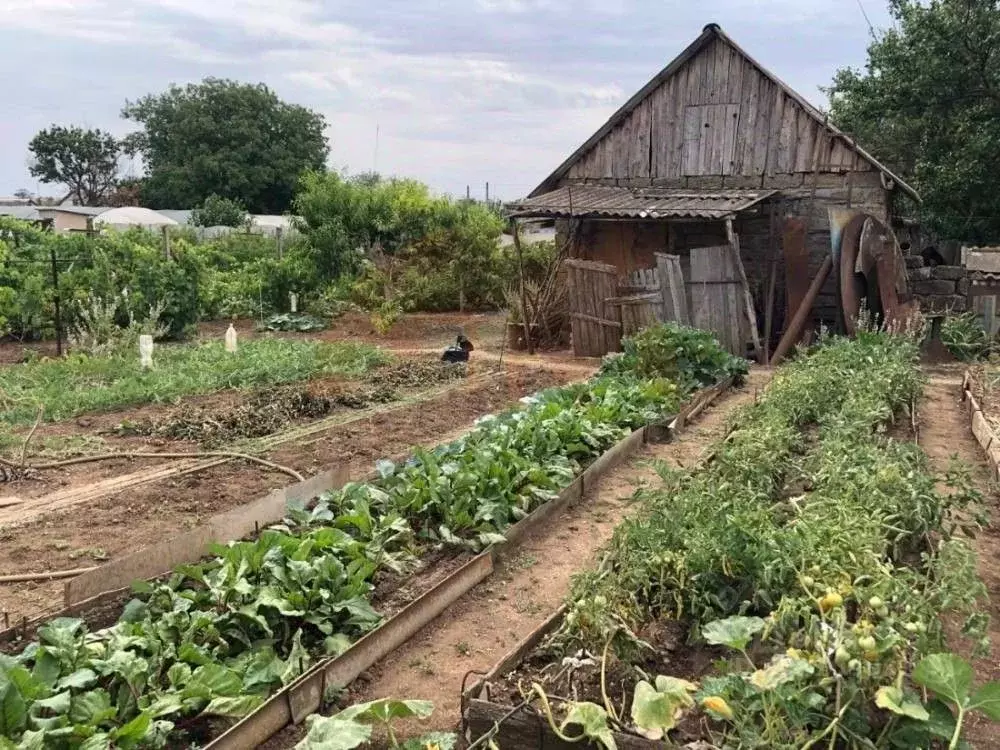 Участок в Крым, Сакский район, Ореховское с/пос, с. Червоное ул. ... - Фото 0