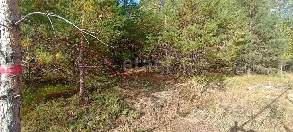 Участок в Ульяновская область, Старомайнский район, Краснореченское ... - Фото 1