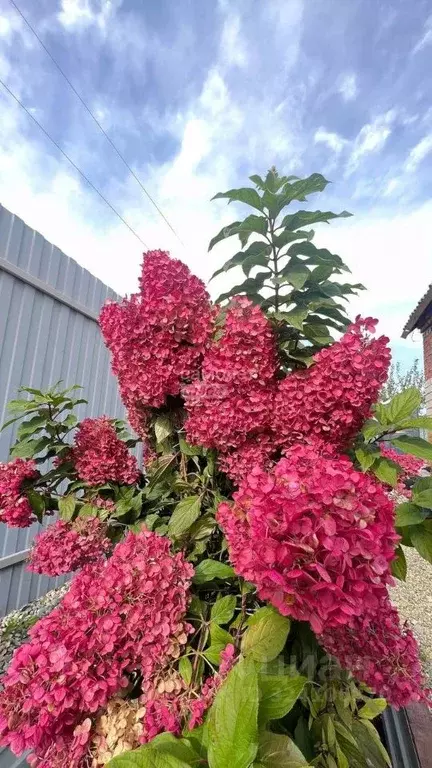 Участок в Приморский край, Надеждинский район, пос. Новый пер. ... - Фото 1