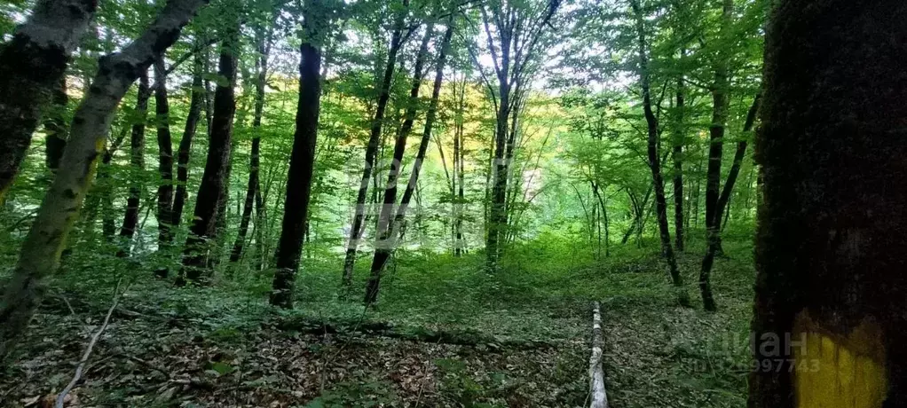 Участок в Краснодарский край, Туапсинский муниципальный округ, Горняк ... - Фото 1