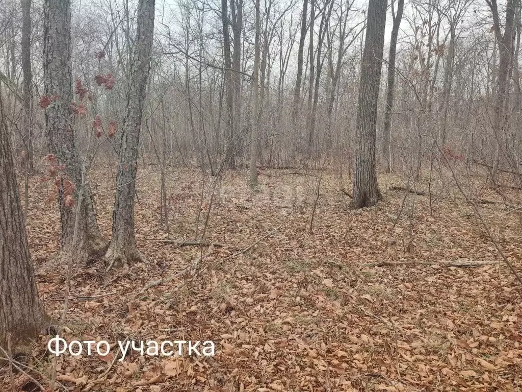Участок в Приморский край, Надеждинский район, Актинидия СНТ  (10.0 ... - Фото 0