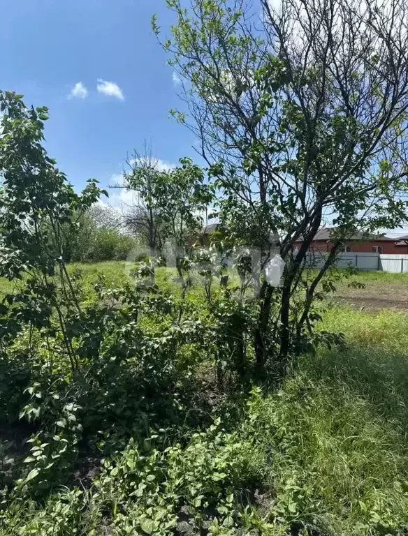 Участок в Ростовская область, Новочеркасск № 12 садовое товарищество, ... - Фото 1