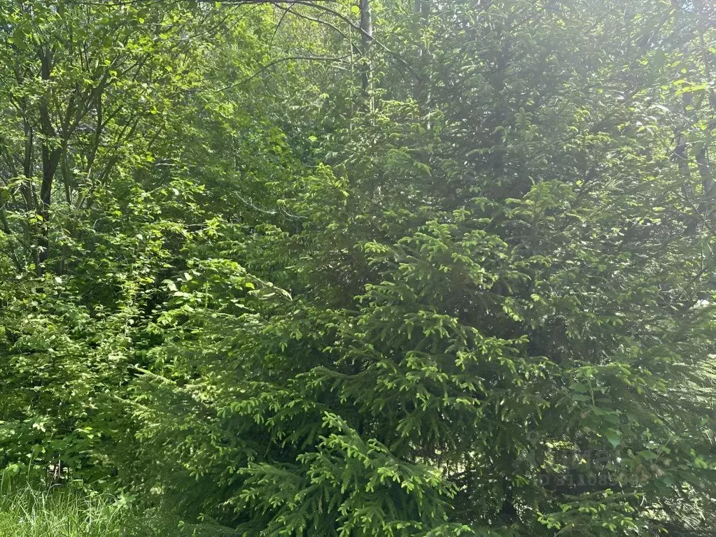 Участок, 20 сот., 0 - Фото 2