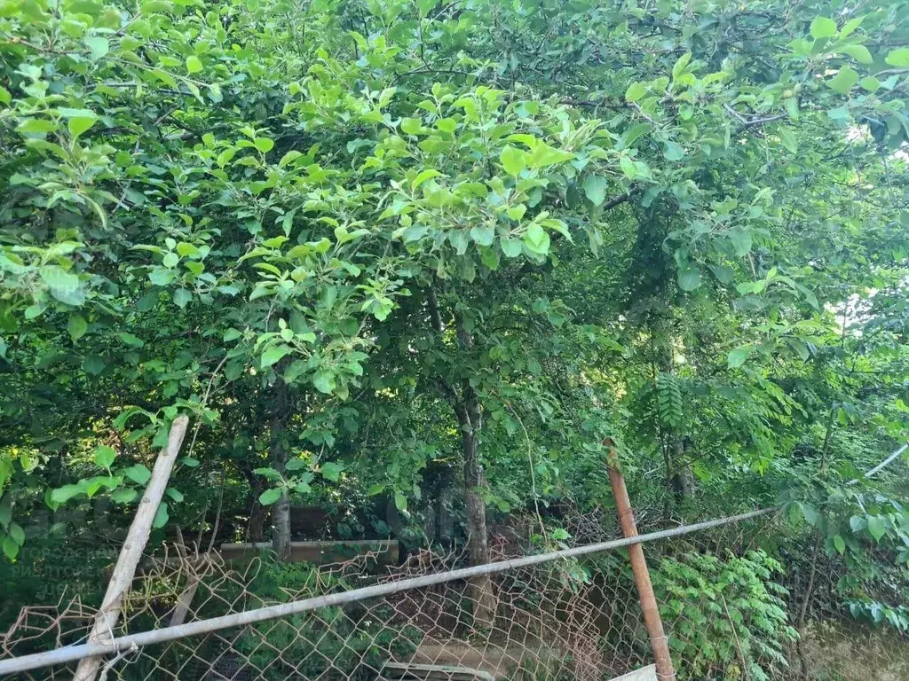 Участок в Краснодарский край, Сочи городской округ, с. Каштаны ул. ... - Фото 0