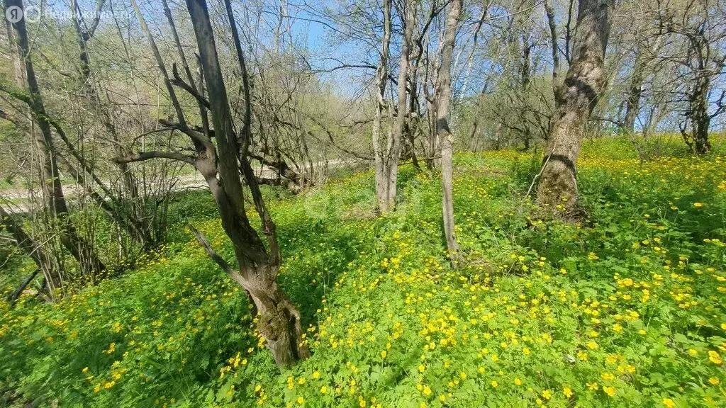 Участок в Краснодарский край, городской округ Новороссийск, посёлок ... - Фото 0