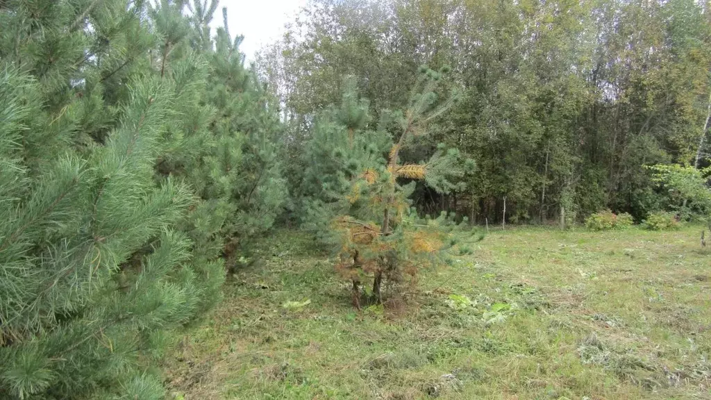 Участок в Московская область, Рузский муниципальный округ, д. Лыщиково ... - Фото 2
