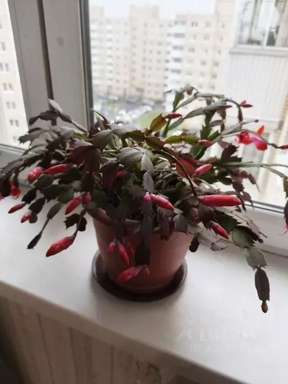 3-к кв. Санкт-Петербург, Санкт-Петербург, Красное Село Геологическая ... - Фото 0