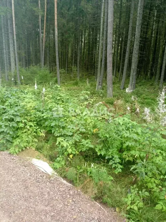 Участок в Ленинградская область, Всеволожский район, Юкковское с/пос, ... - Фото 1
