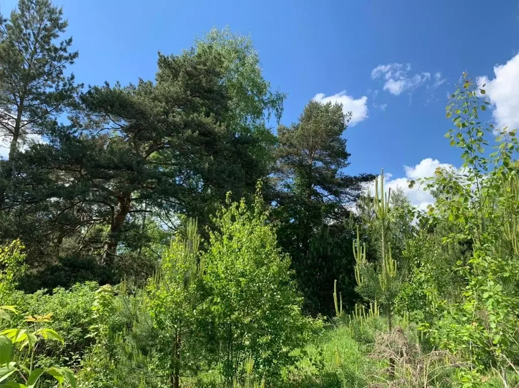 Участок в Московская область, Одинцовский городской округ, д. ... - Фото 1