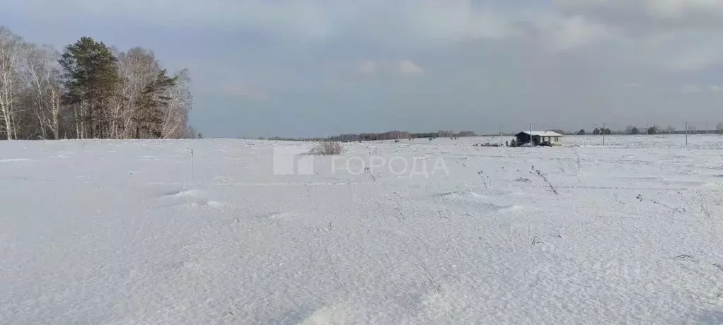 Участок в Алтайский край, Первомайский район, с. Фирсово ул. Кедровая ... - Фото 0