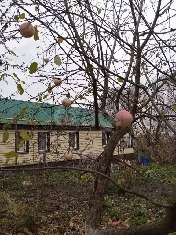 Дом в Тамбовская область, с. Сампур ул. Самородова, 8 (57 м) - Фото 2