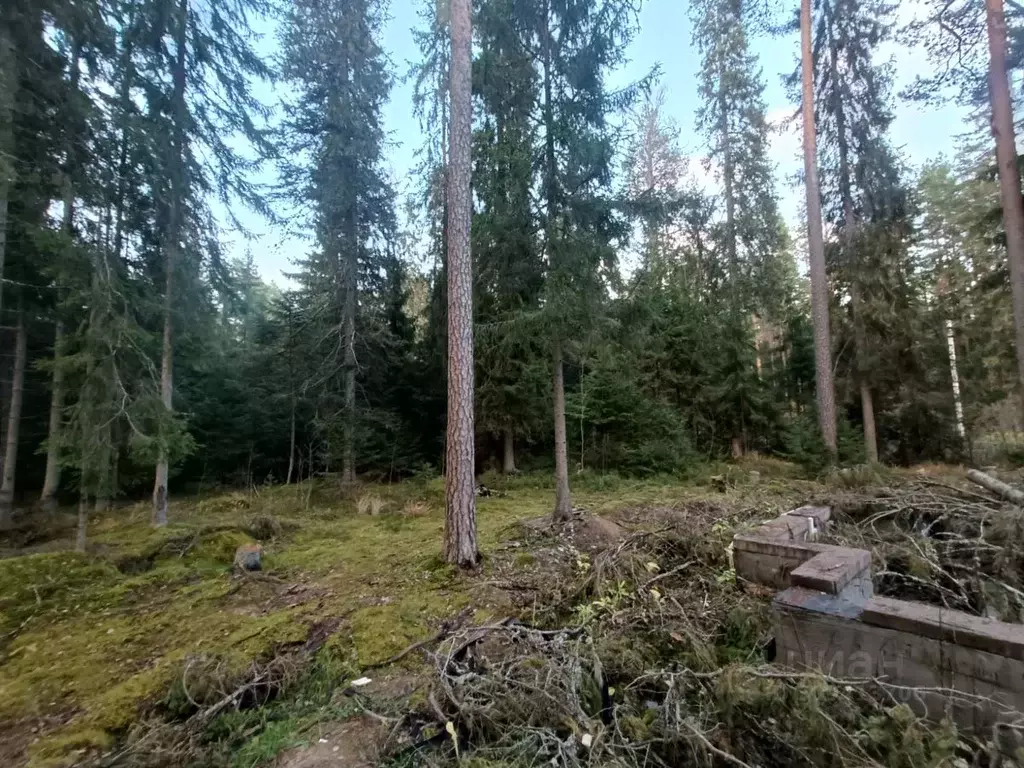 Участок в Ленинградская область, Гатчинский район, Вырица городской ... - Фото 2