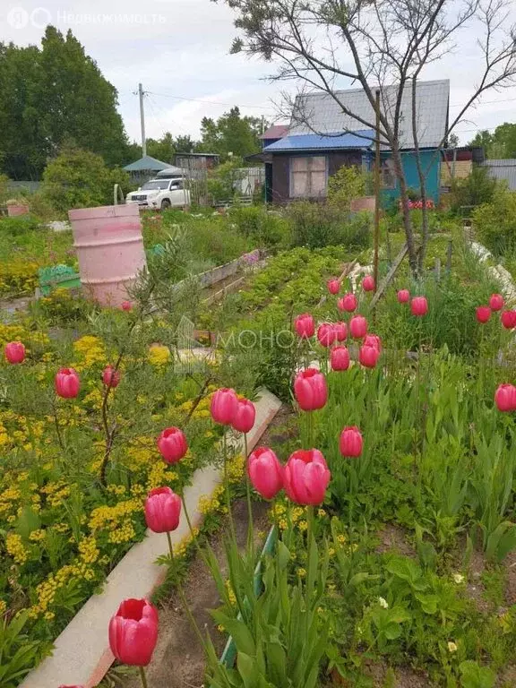 Участок в Южно-Сахалинск, СНТ Овощевод, Малиновая улица, 220 (8 м) - Фото 0
