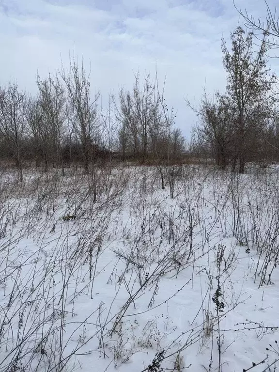 Участок в Алтайский край, Калманский район, Родин Яр ДПК ул. ... - Фото 0