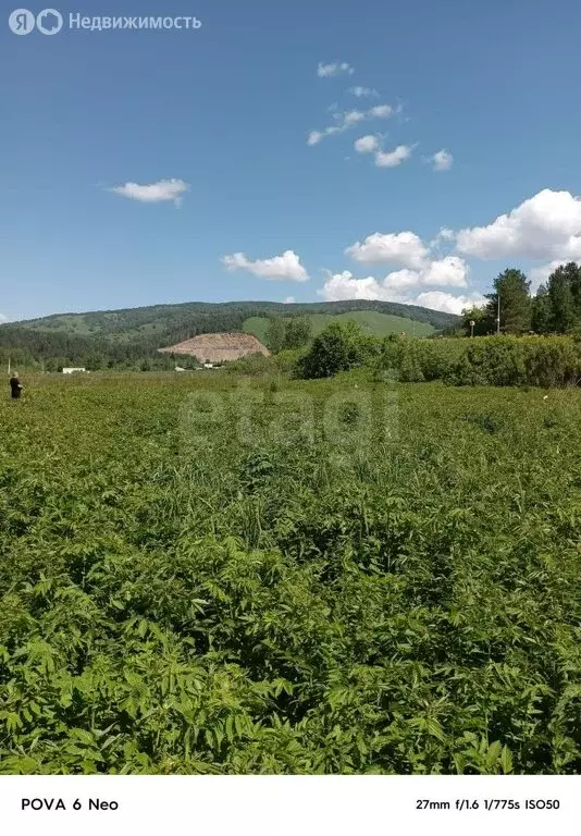 Участок в Майминский район, село Кызыл-Озек, Малиновая улица (10 м) - Фото 1