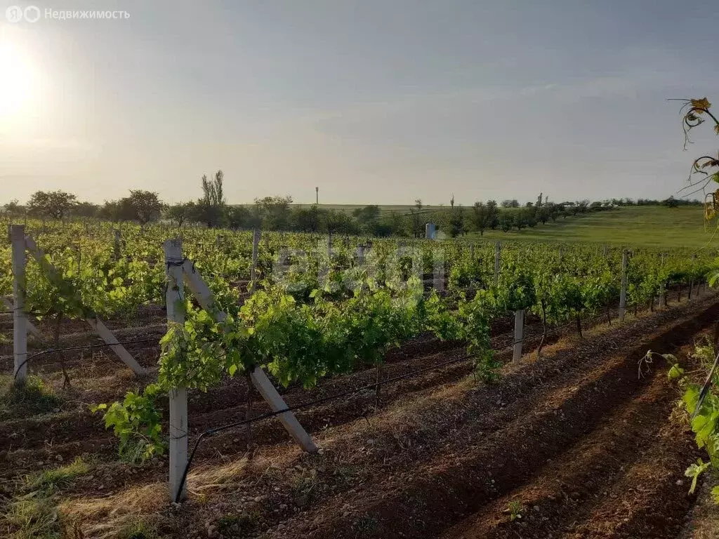Участок в Симферопольский район, село Кольчугино (560 м) - Фото 2