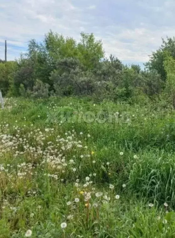 Участок в Новосибирская область, Тогучинский район, Ветеран СНТ  ... - Фото 1